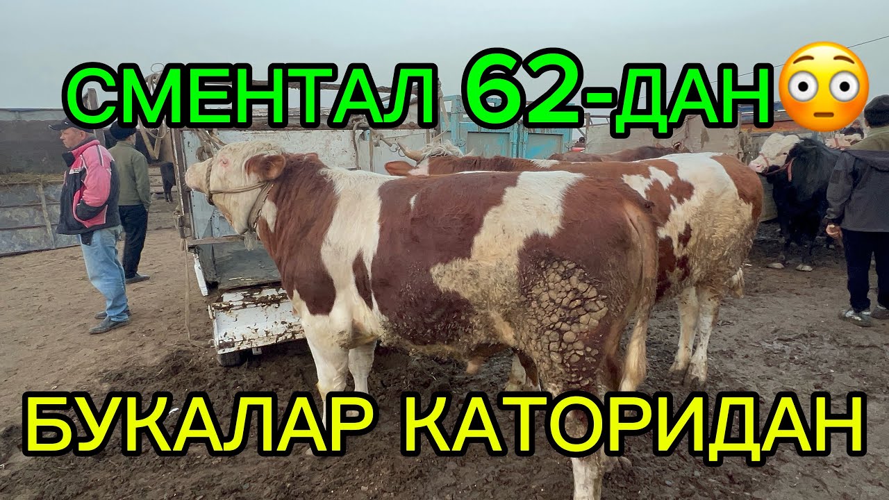 РОМИТАН КУРГОН МОЛБОЗОРИ БУКАЛАР КАТОРИДАН 19.02.26.