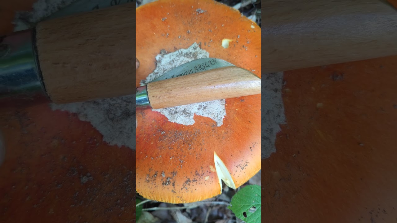 Dev İmparator Mantarı (Amanita caesarea ) Sezar mantarı , Yumurta mantarı, Padişah Mantarı, #mantar
