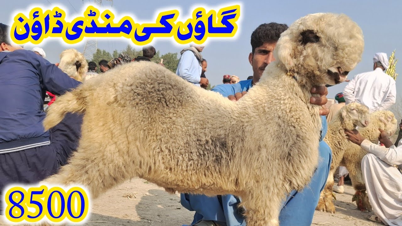 Kot Chuttha Mundra Mandi Down Today | Mundra Sirf 8500 | Latest Bakra Mandi Update