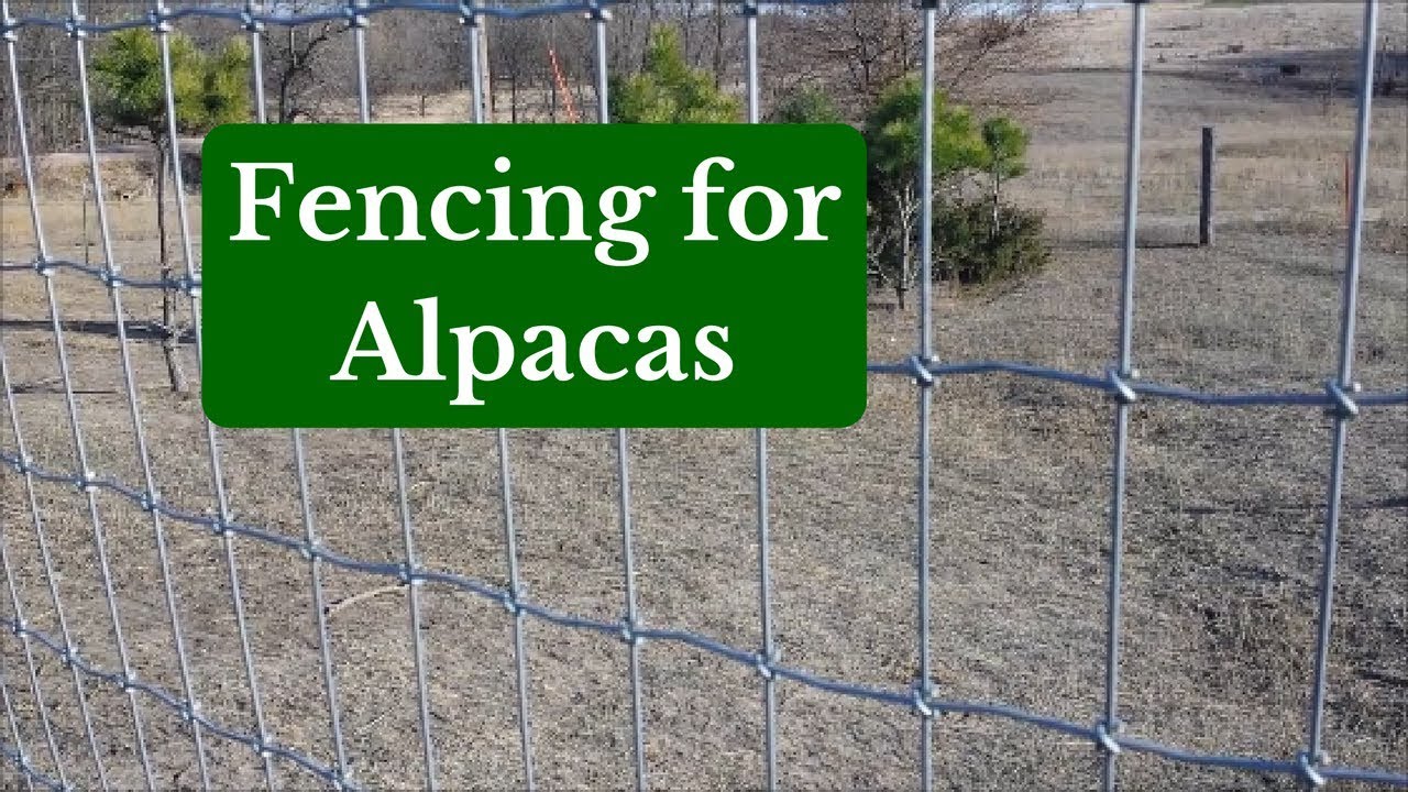 Fencing for Alpacas