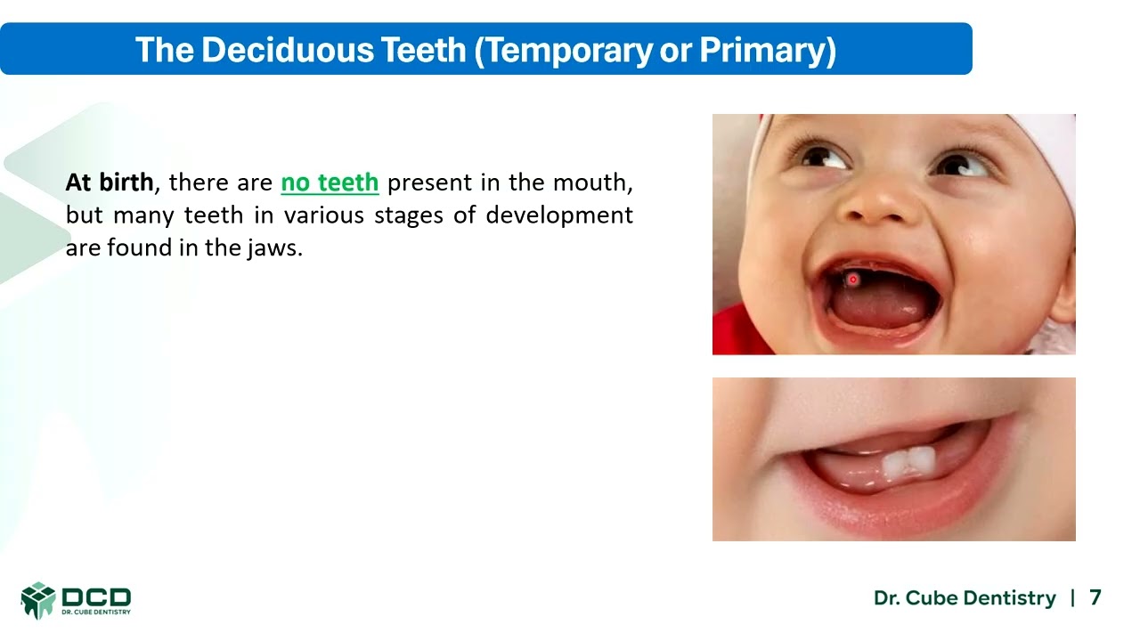 Dental Anatomy Lec 1 Introduction