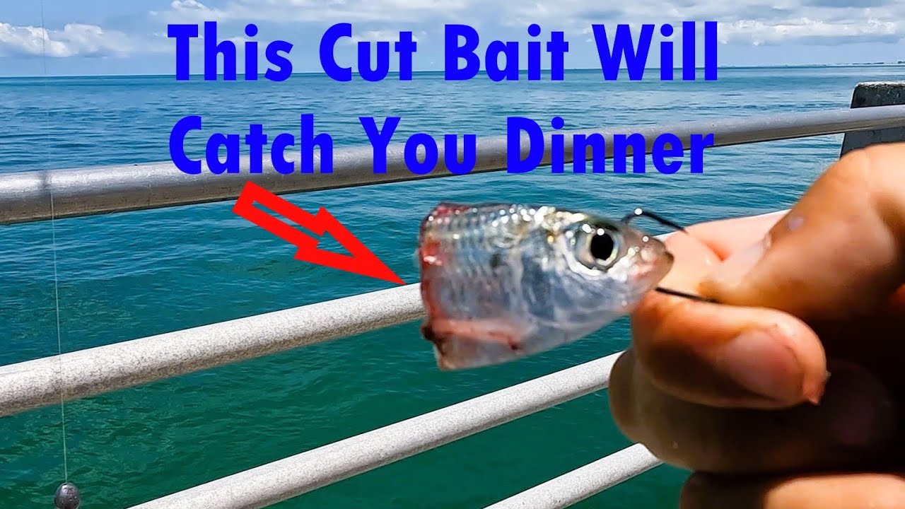 Using Cut Bait To Catch Dinner!! Fishing Fort Desoto Pier
