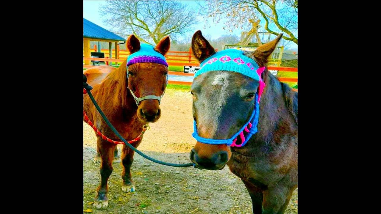 real horse anthem - mayh3mp x yung noah ひ [prod. rezlaine] (official audio)