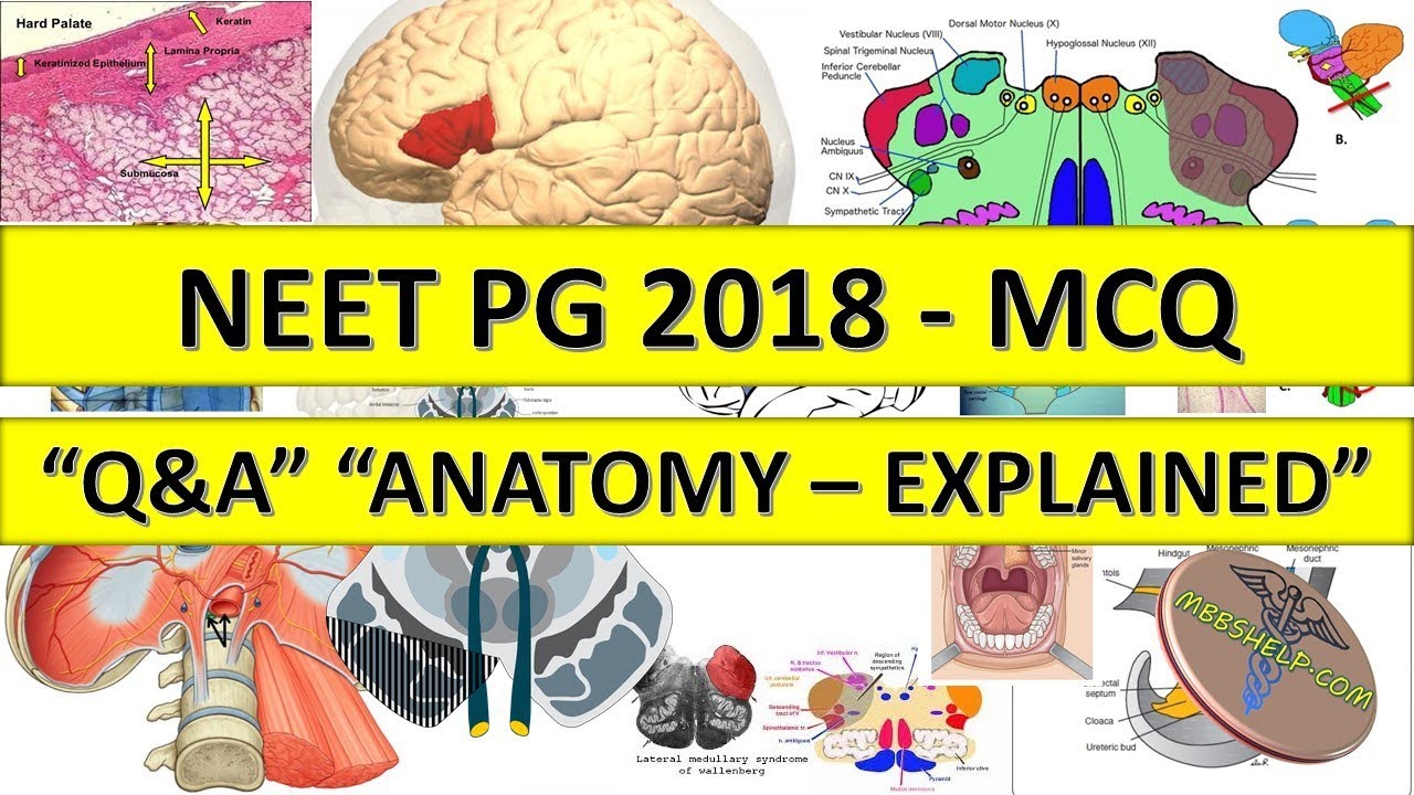 NEET PG 2018 Anatomy MCQ Q&A with explanation