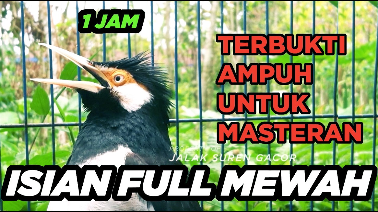 Burung Jalak Suren Kreasi Gacor Full Isian Tembakan Mewah Suara Unik Jernih
