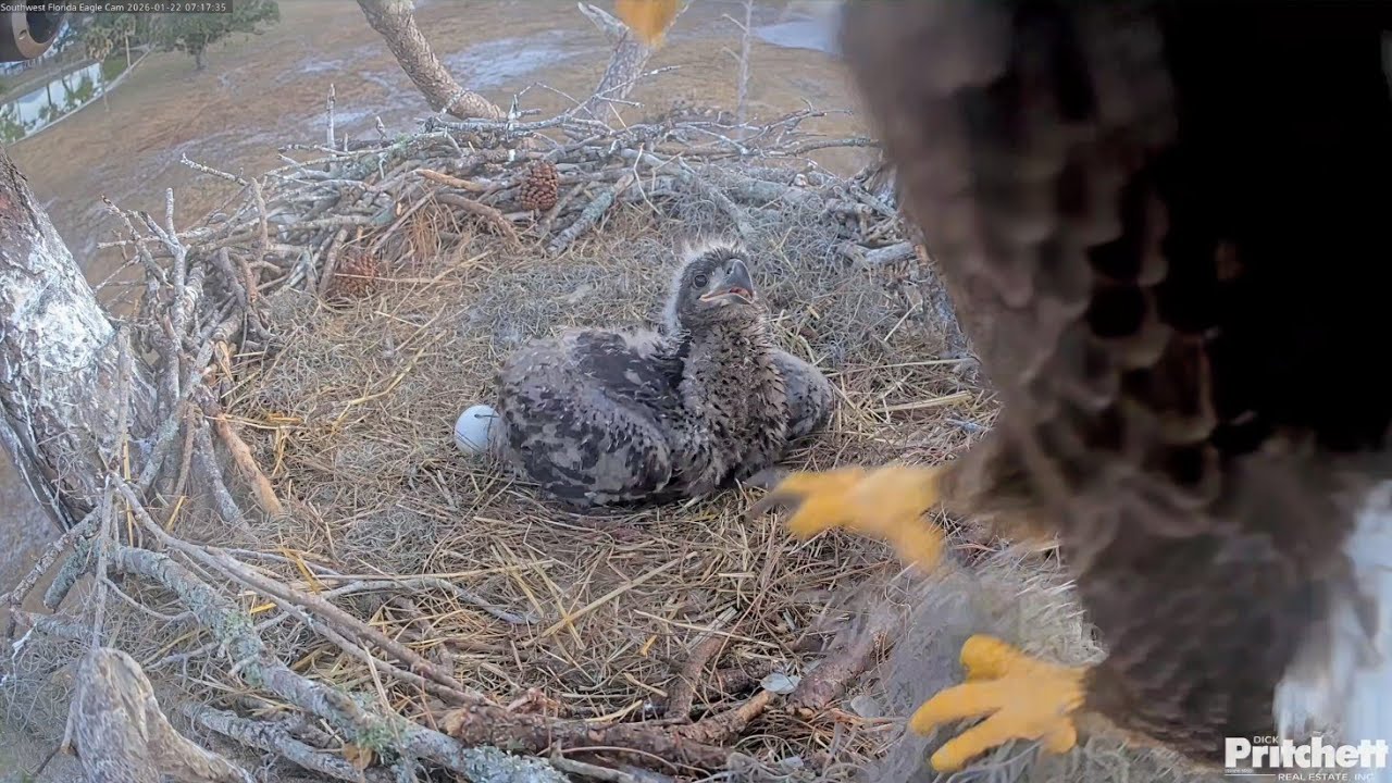 SWFL EAGLE CAM 2026.1.22 F23 took away the leftover hard fish and brought back fluffy moss.