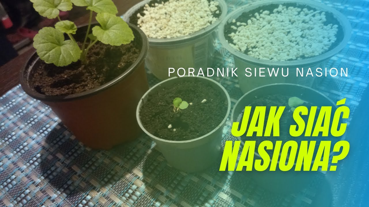 Jak wysiewać nasiona na rozsadę? Jak siać nasiona warzyw i kwiatów? Podcast.