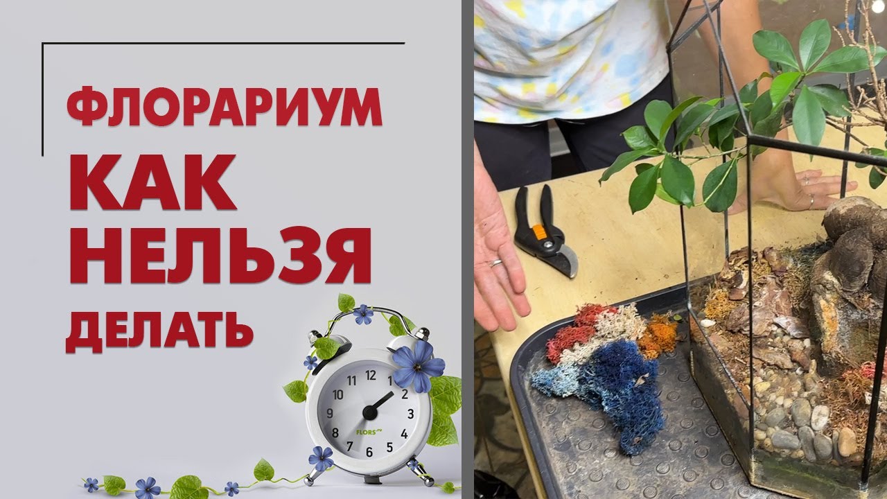 Флорариум: как НЕЛЬЗЯ делать. Пересадка фикуса джинсенг.