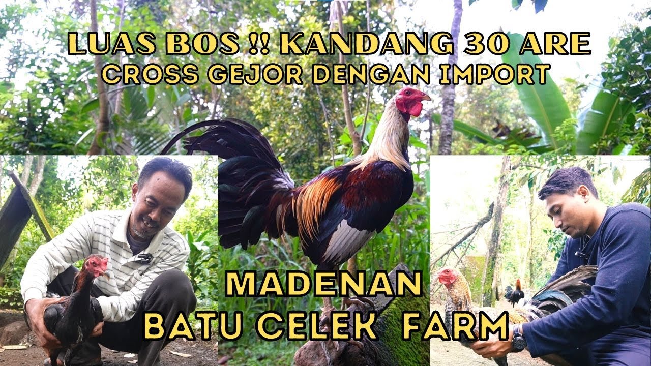CROSS GEJOR DENGAN IMPORT DI KANDANG SELUAS 30 ARE - BATU CELEK FARM DESA MADENAN