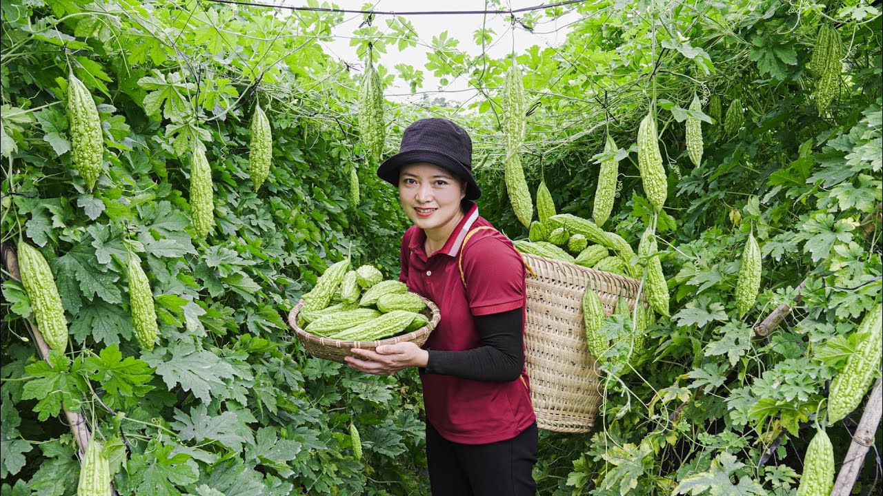 Harvest Bitter melon, durian Going to the market to sell  Lucia's daily life