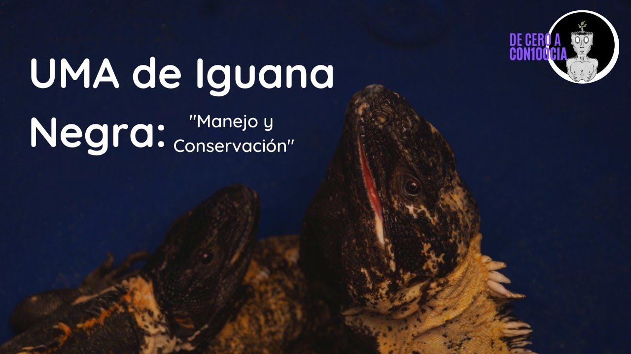 Cortometraje | UMA de Iguana Negra: Manejo y Conservación