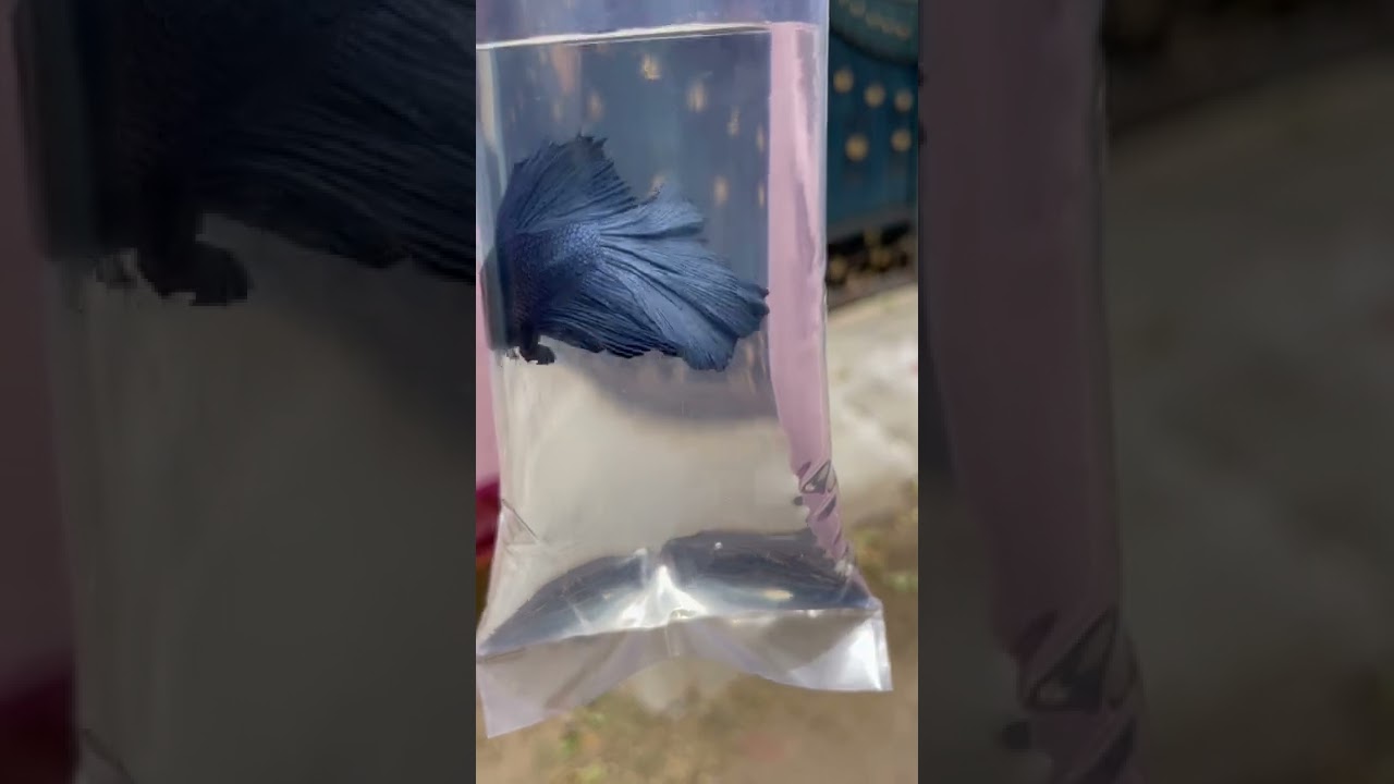 Bettas fish new collection✨