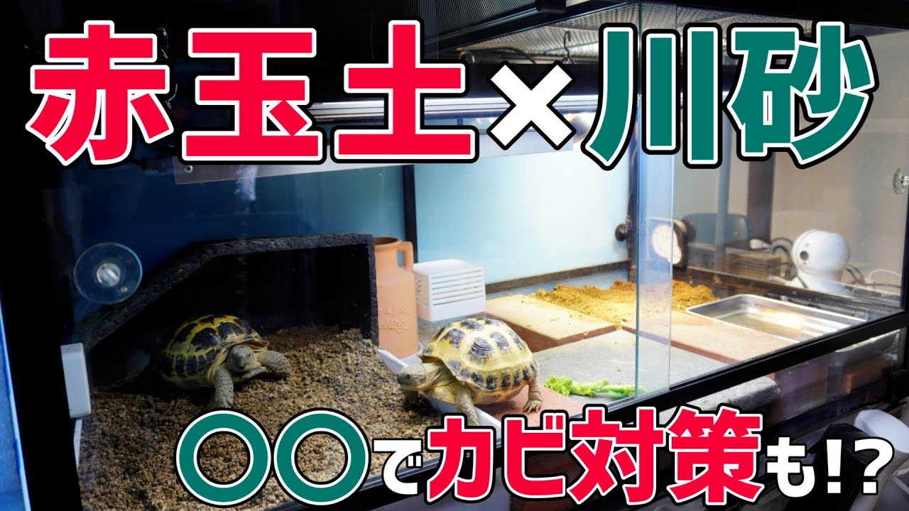 ○○でカビ対策！？リクガメケージの床材、また変えました【赤玉土×川砂】