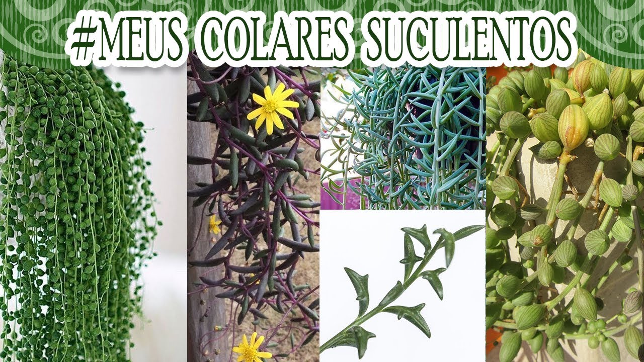 MEUS COLARES SUCULENTOS | Canal da Re