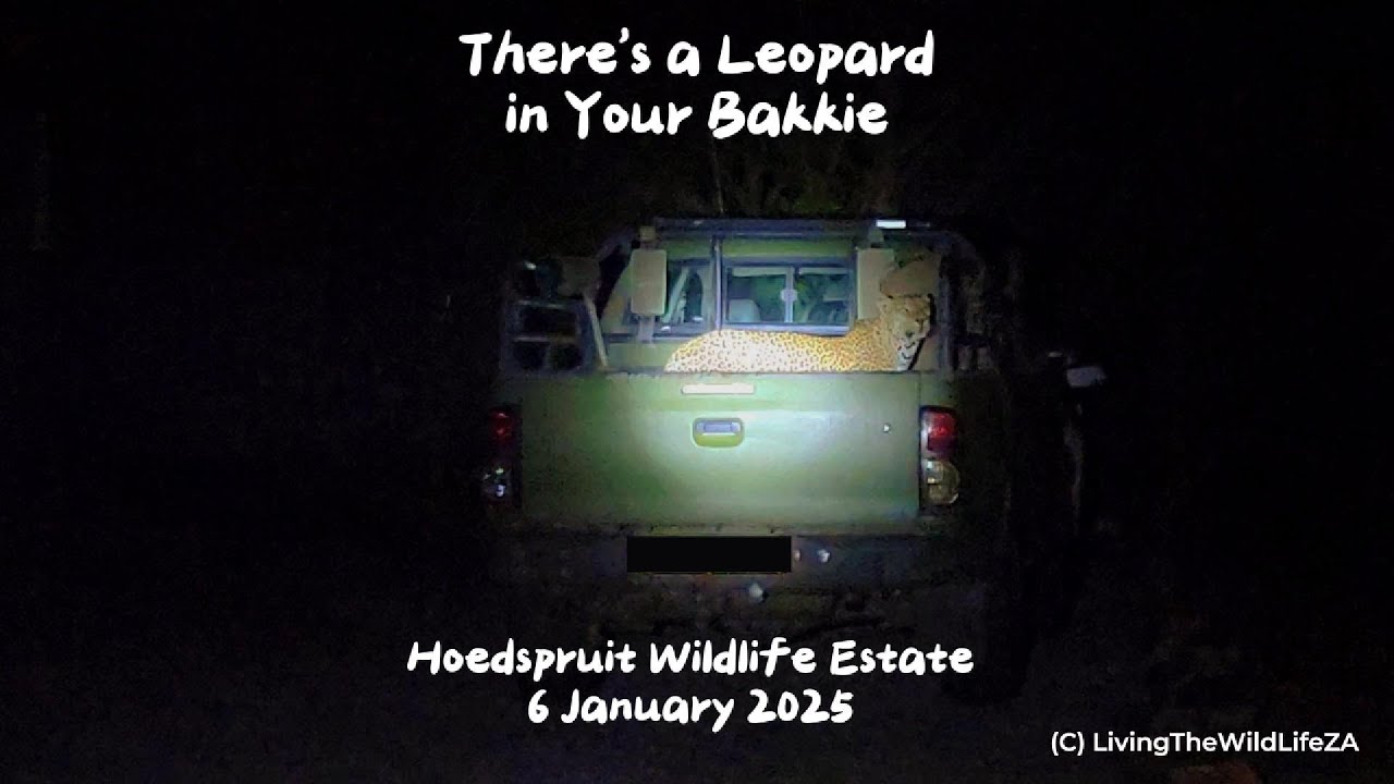 There’s a Leopard in Your Bakkie! | Rare Wildlife Encounter in Hoedspruit Wildlife Estate