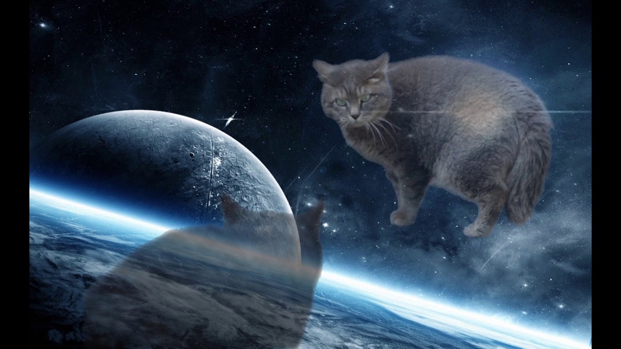 【作業用BGM】夜、猫が喧嘩してる音