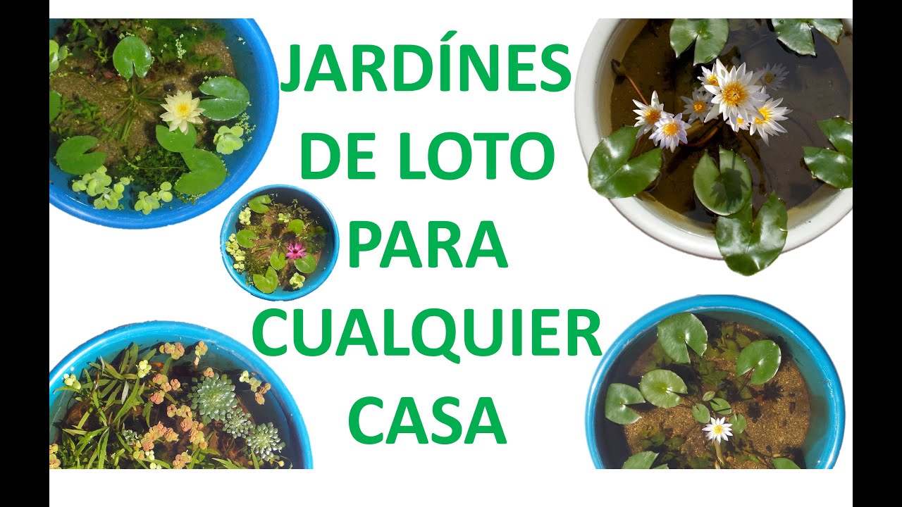 Cómo hacer un  jardín de loto RÁPIDO y FÁCIL en cualquier casa