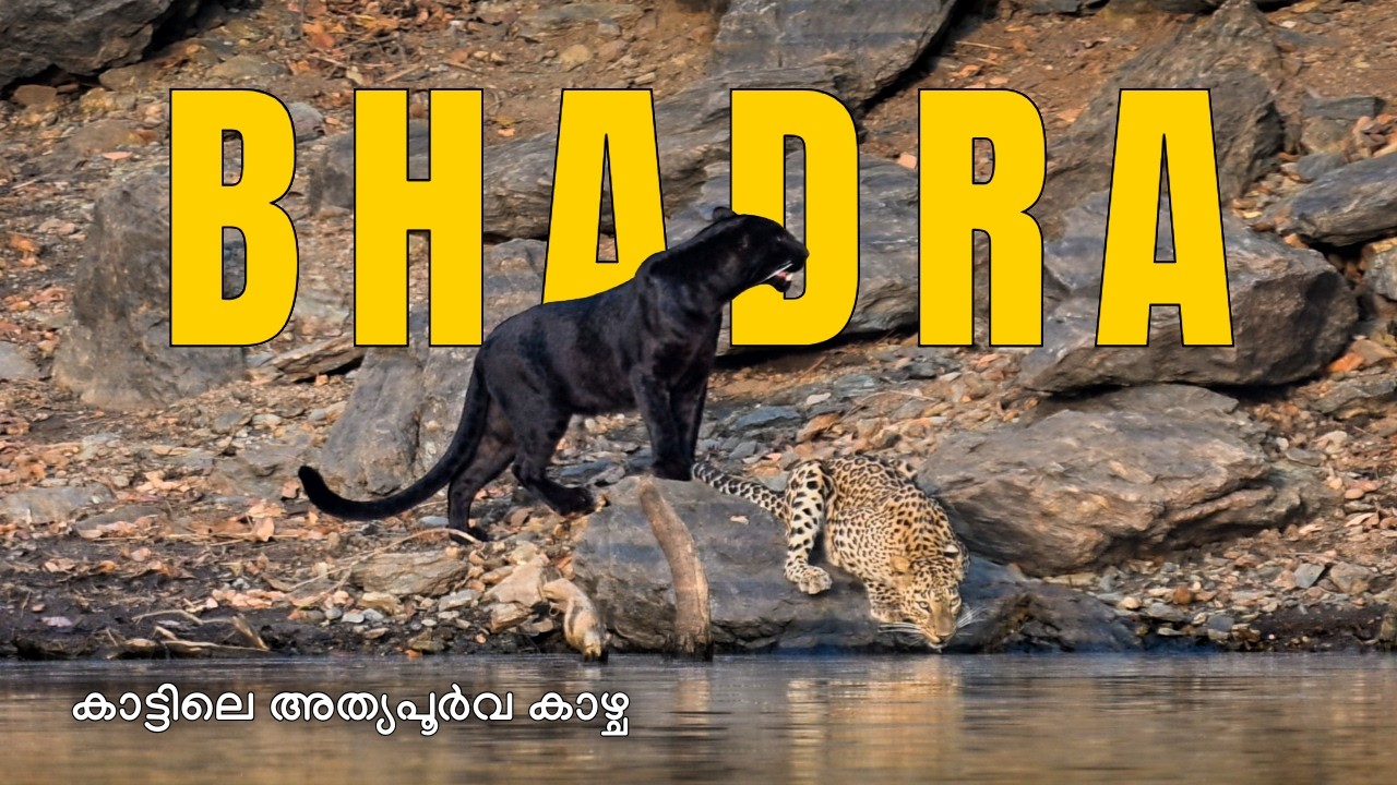 The Ghost of Bhadra - ഭദ്രയിലെ കരിമ്പുലി; Bhadra Tiger Reserve; 4KUHD @trippingvibes
