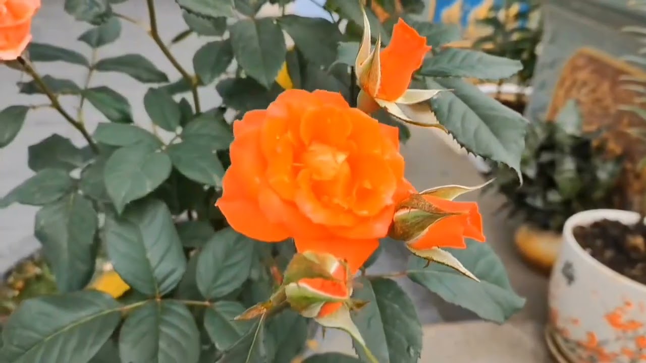 Đừng khinh gái quê tập cuối
