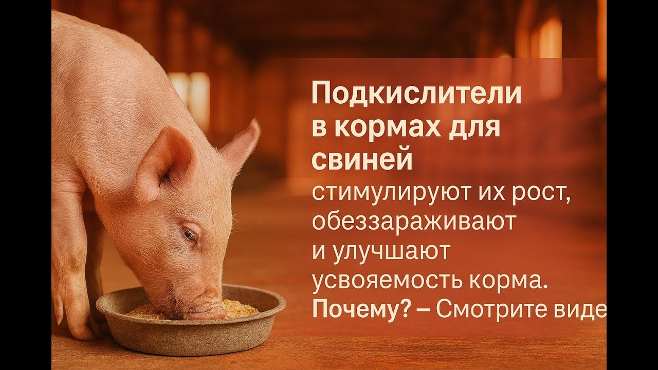 Подкислители в кормах для свиней стимулируют их рост, обеззараживают и улучшают переваримость корма