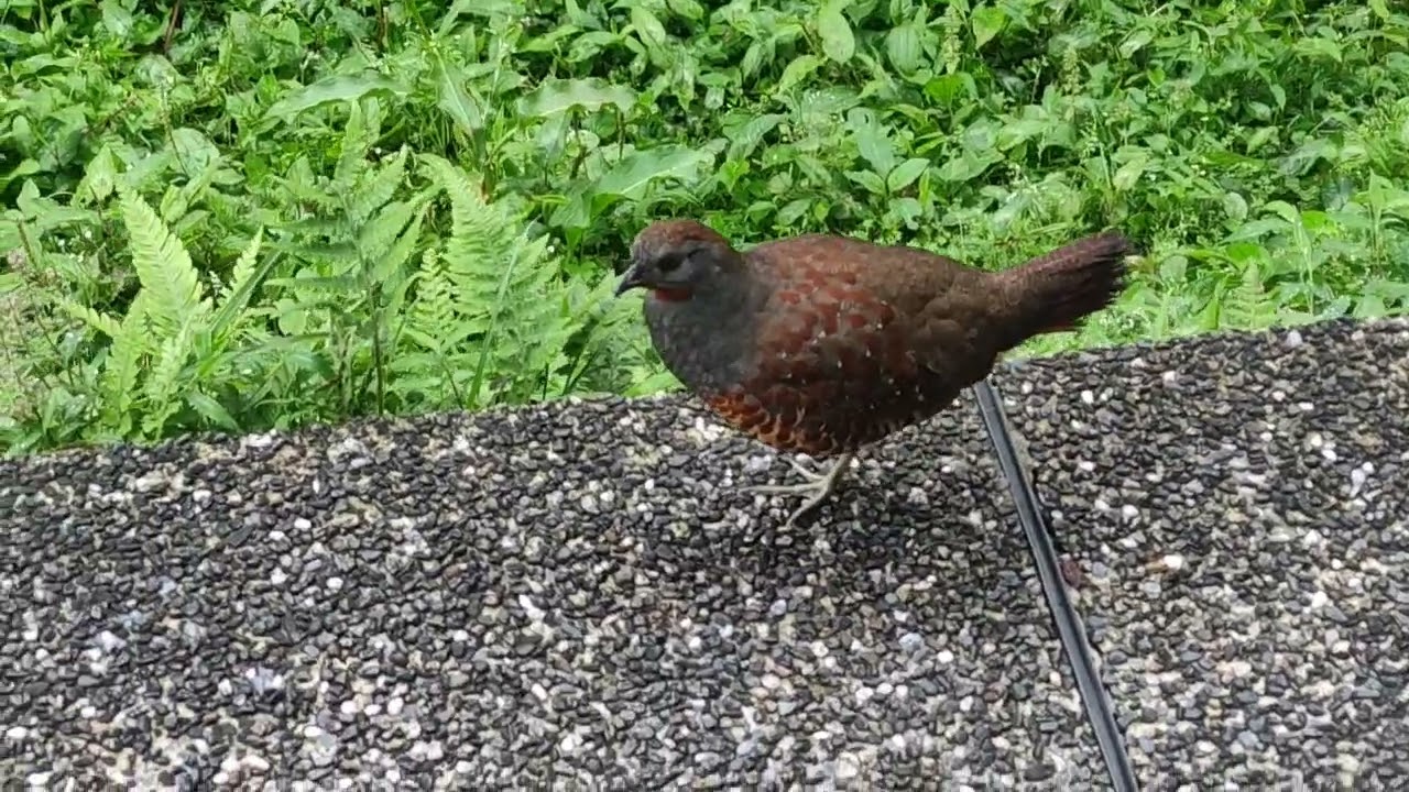 Taiwan bamboo partridge on Mt. Qixing Main Peak-East Peak Trail