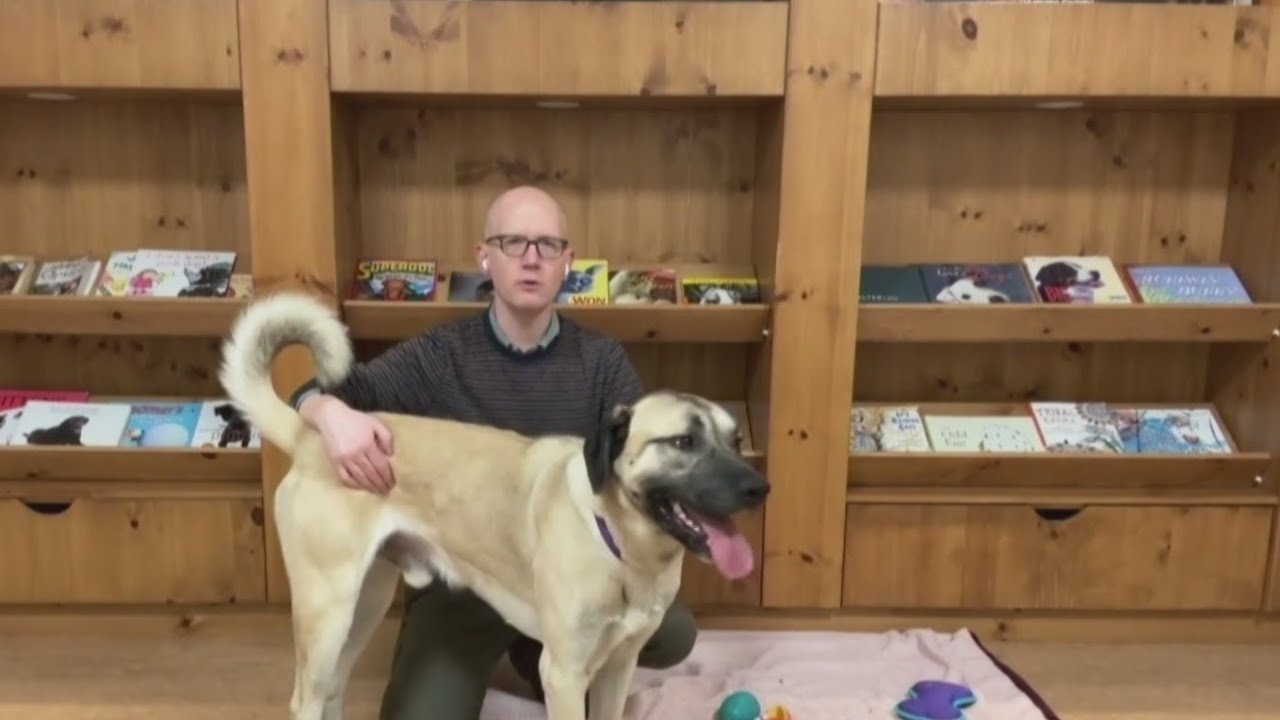 Second Chance: Smiley pup Mongo looking for new home