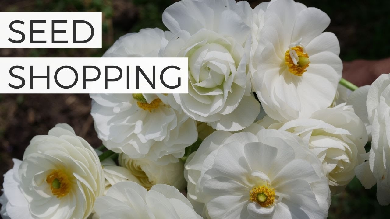Favorite Cut Flower Seed Suppliers for Small Gardens