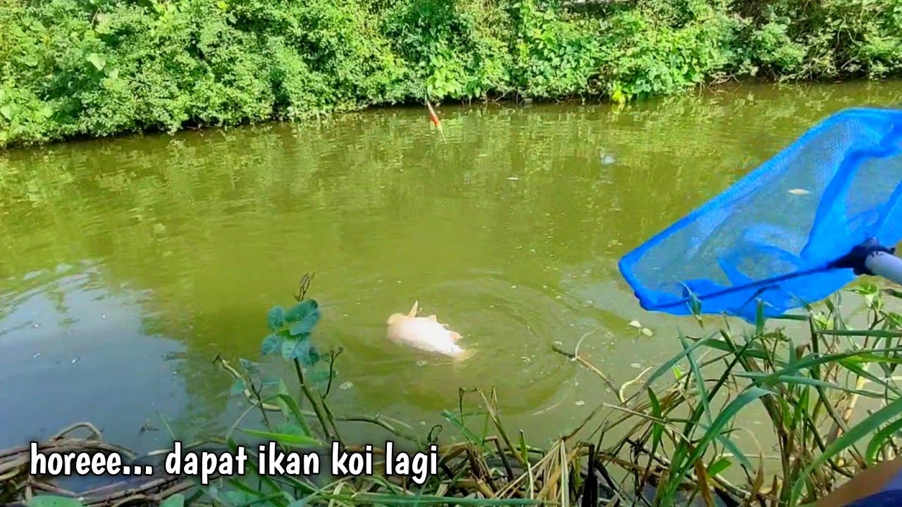 Lha kok ada‼️parit tepi jalan ini tidak banjir tapi ikan mas banyak