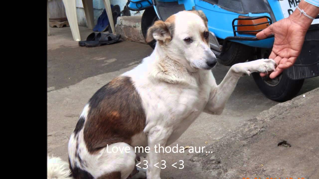insight on the life of street dogs by 5 roomies production