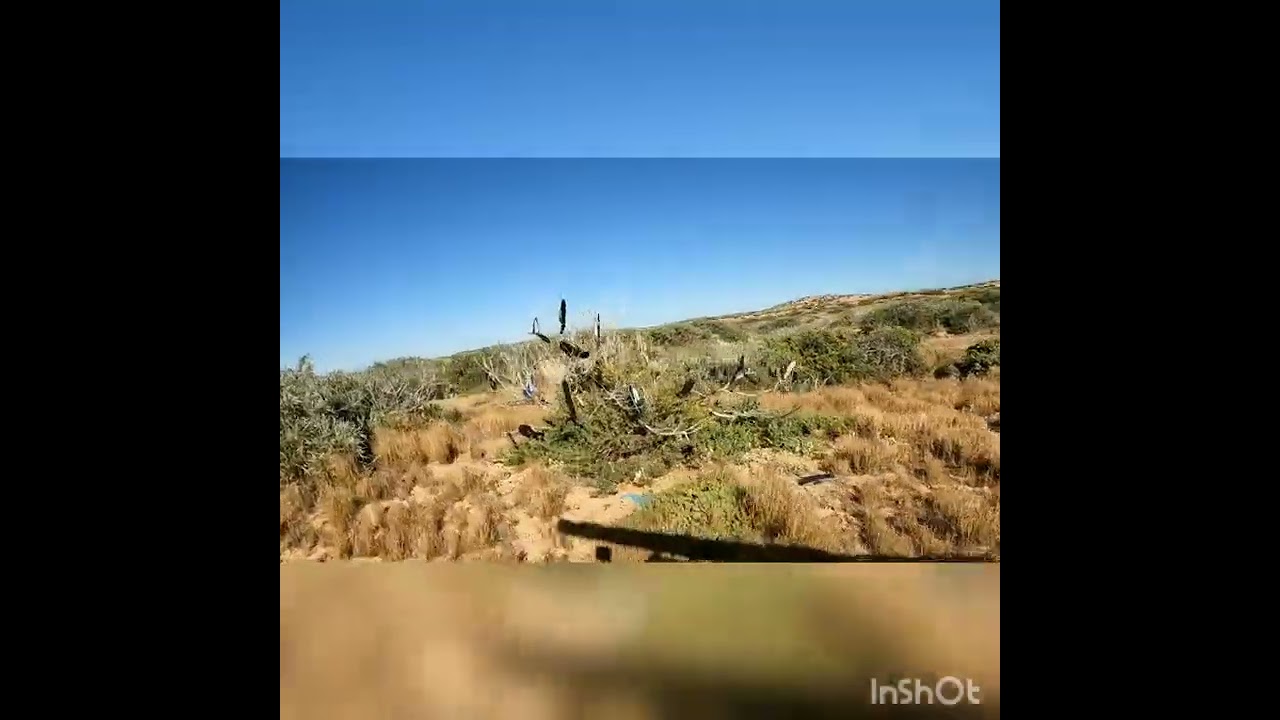 The thong tree, Yellabiddy