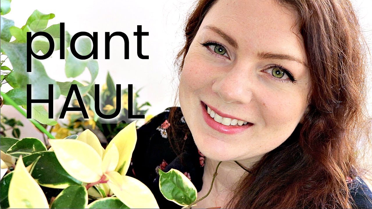 HAUL - Plantes d'intérieur et accessoires ! Plant haul pour ma décoration | mes achats en jardinerie