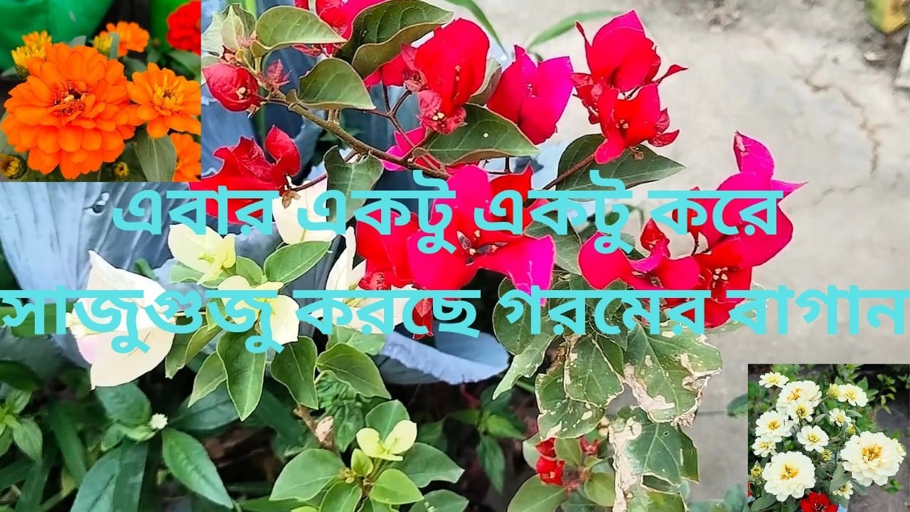 Today I repotted bougainvillea and zinnia | #greenrooftop #garden