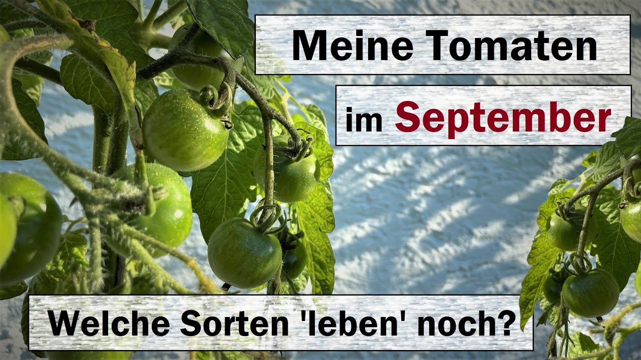 Tomaten im September 2021-Welche Sorten leben noch? Update Freilandtomaten