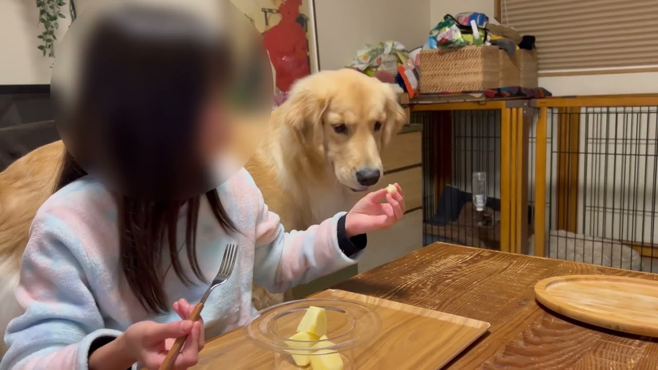 りんごが欲しくてたまらないもふもふゴールデンレトリバーのビビ1歳