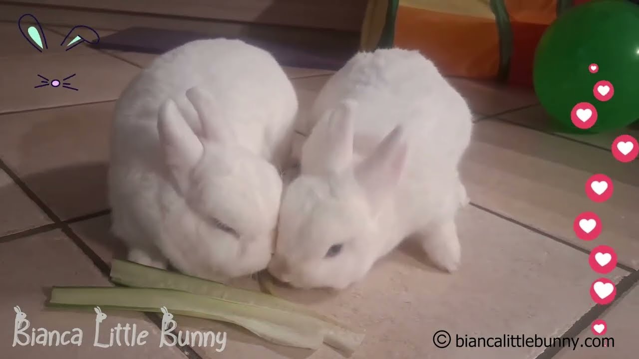 Due Conigliette Nane, Due Stili di Mangiare Diversi 🐰👀 Riesci a Trovare le Differenze?