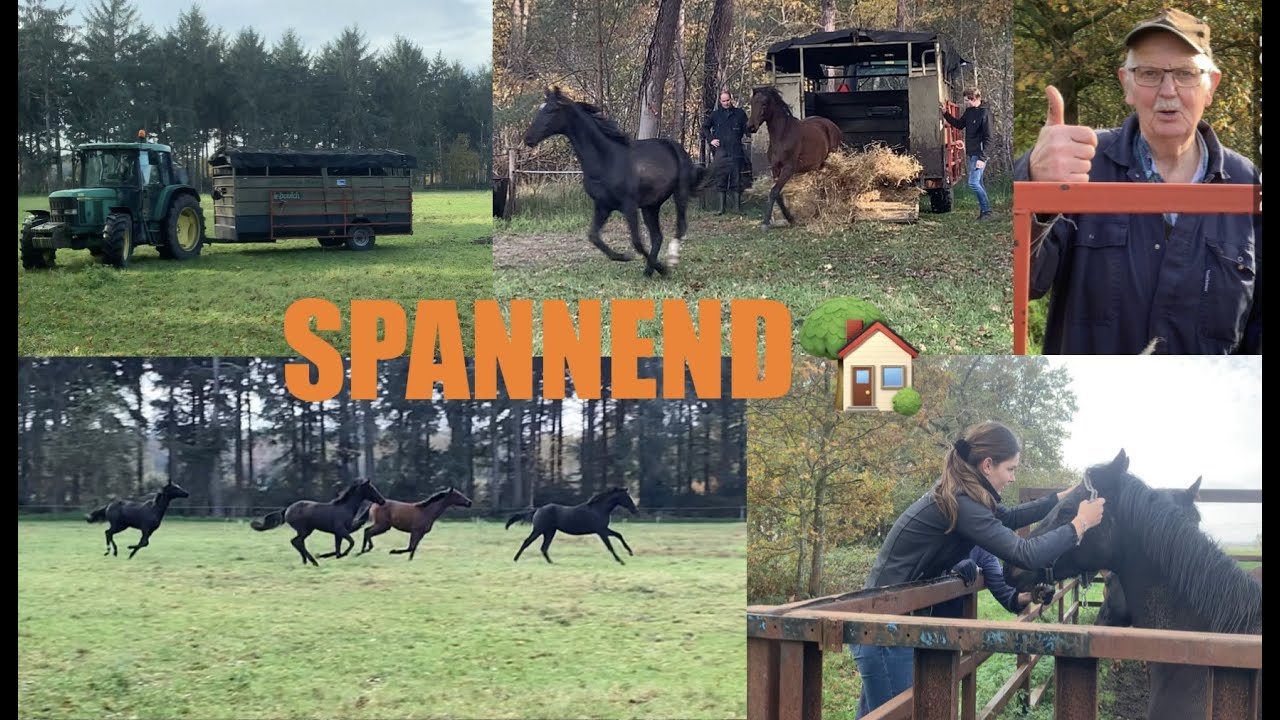 Jonge paarden VERHUIZEN! Dagje met opa mee 🚜 ✰vlog 158✰ | Kristy Snepvangers |