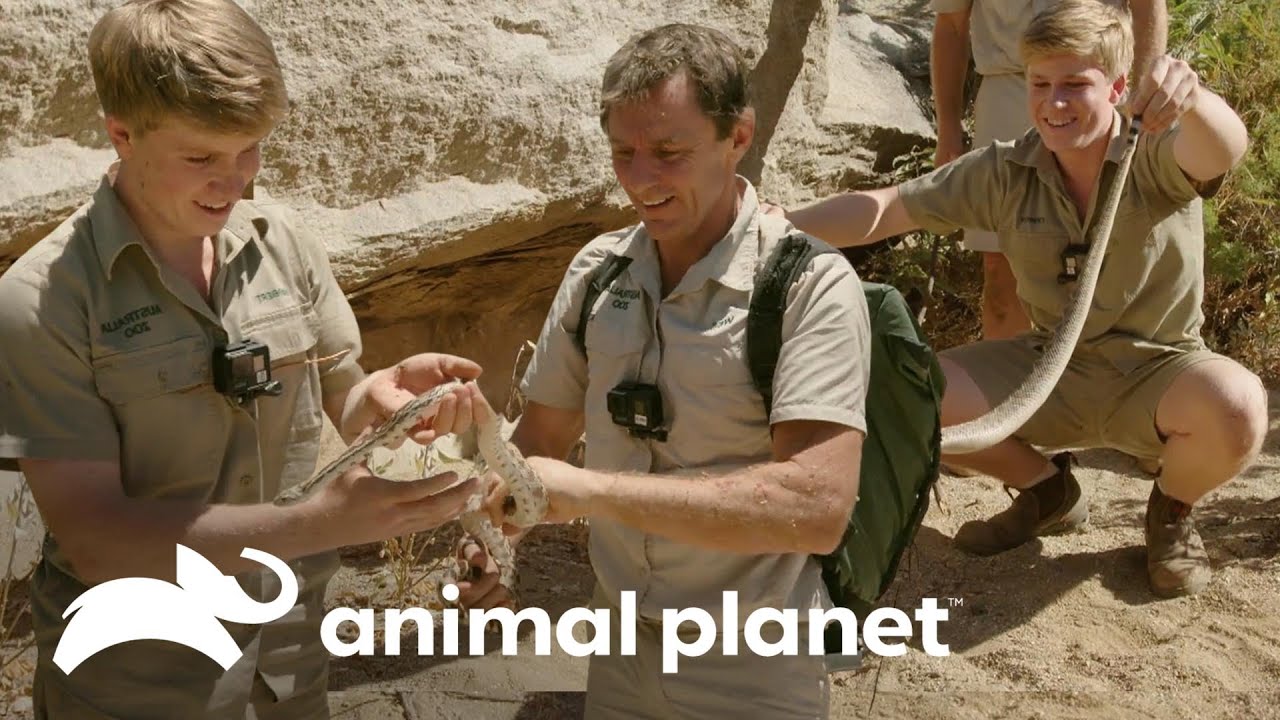 Robert logra ver una serpiente de cascabel por primera vez | Los Irwin | Animal Planet