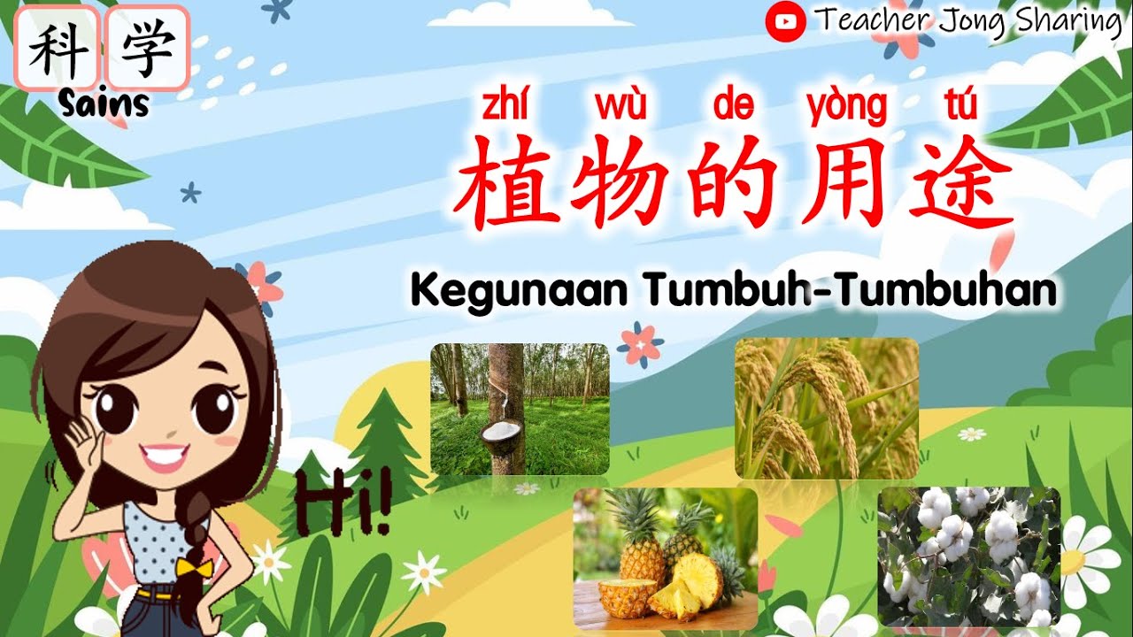 科学 | 植物的用途 (橡胶树、黄梨、稻米、棉花树)
