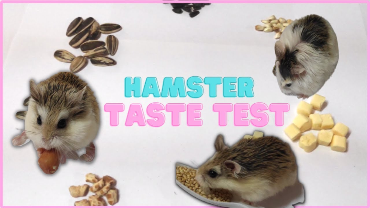 Hamster Taste Test | Which food is the HAM FAVORITE?