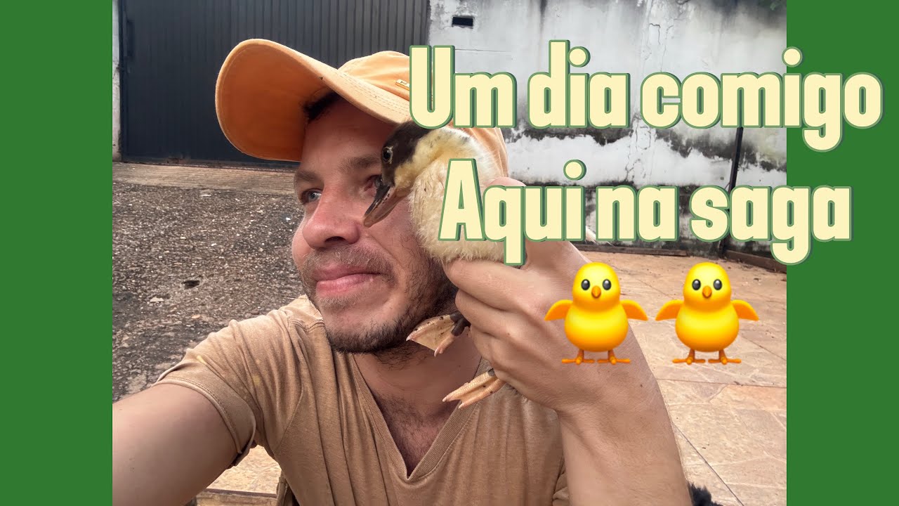 Achei um ninho de galinha no mato | Tratando os animais | Alimentando os gansos - SAGA DO LAGO 