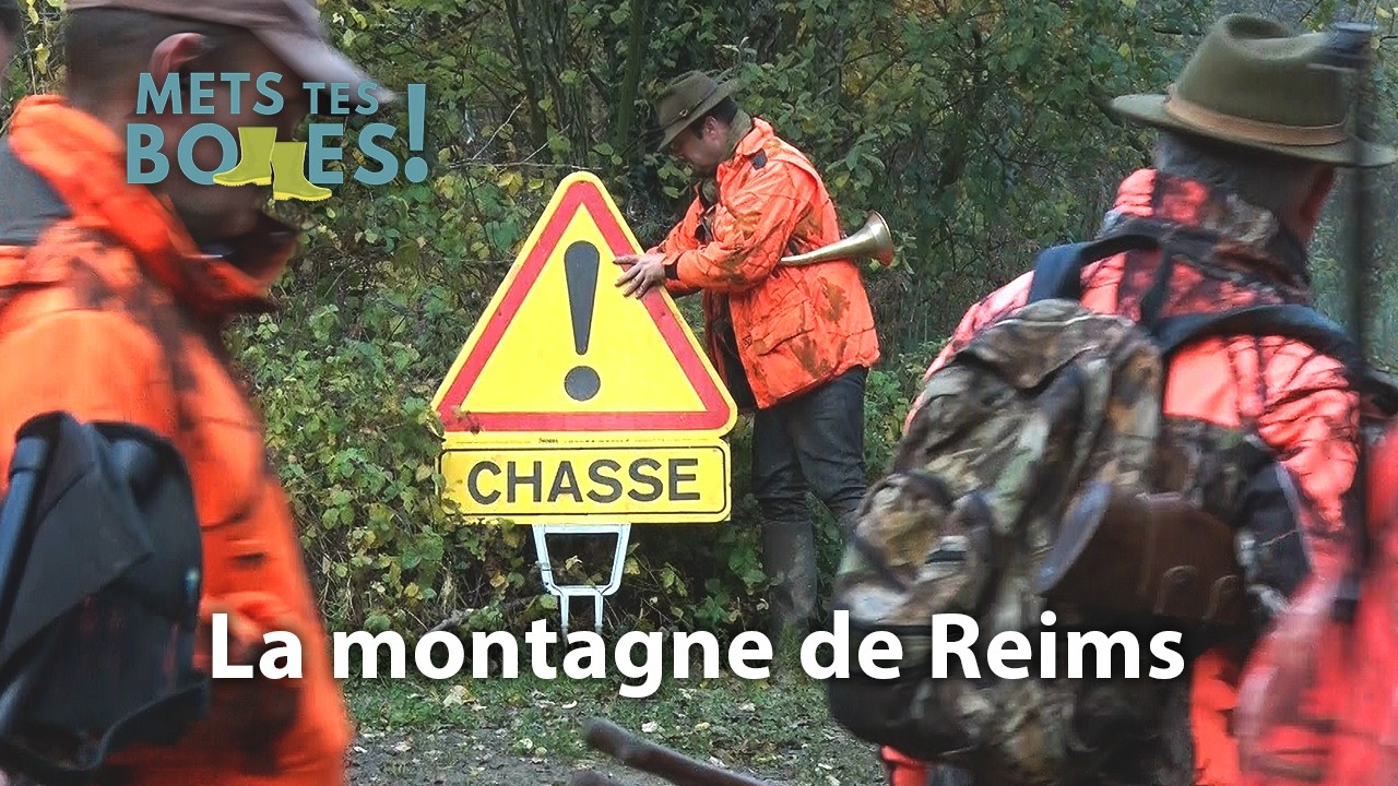 Champagne : battues de sanglier entre vignes et forêts