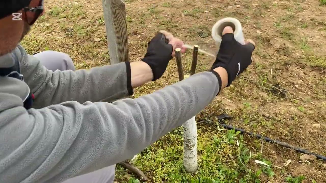 Küçük Cevize Tek Çizik Aşı