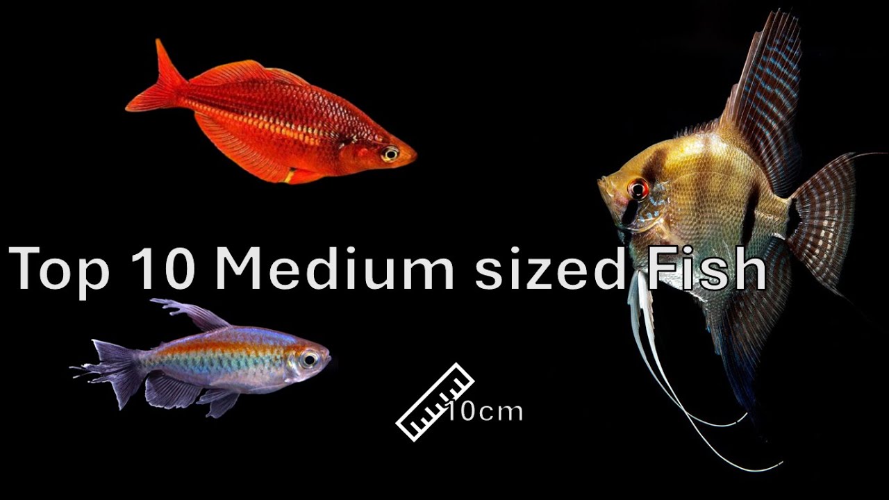 Top 10 Medium-Sized Fish