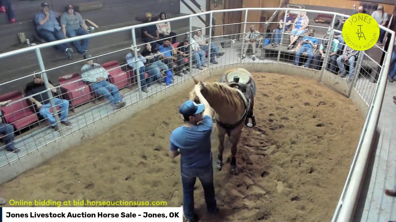 Jones Livestock Auction Horse Sale - Jones, Oklahoma