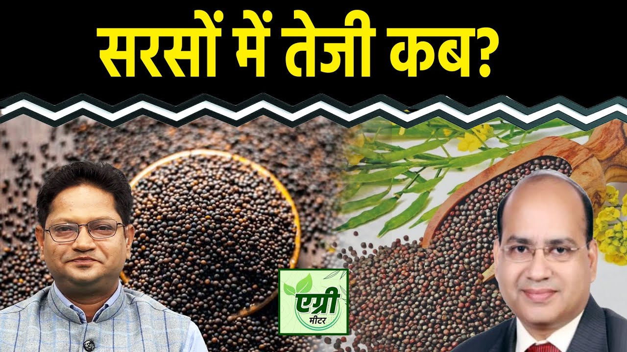 Commodity Market : सरसों मील का एक्सपोर्ट बढ़ा, आगे कैसा रहेगा एक्सपोर्ट? Trading | NCDEX