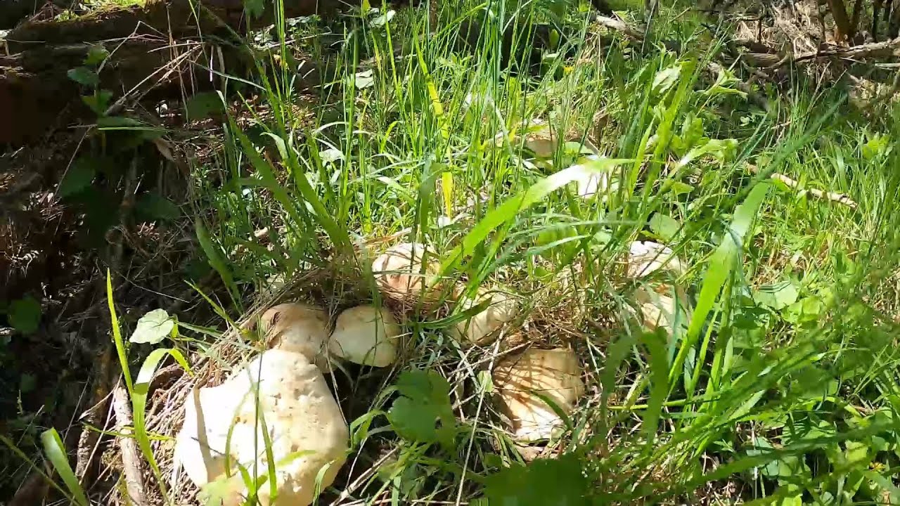 Aprende a coger Perrechicos 2025 🌿Calocybe Gambosa🌿