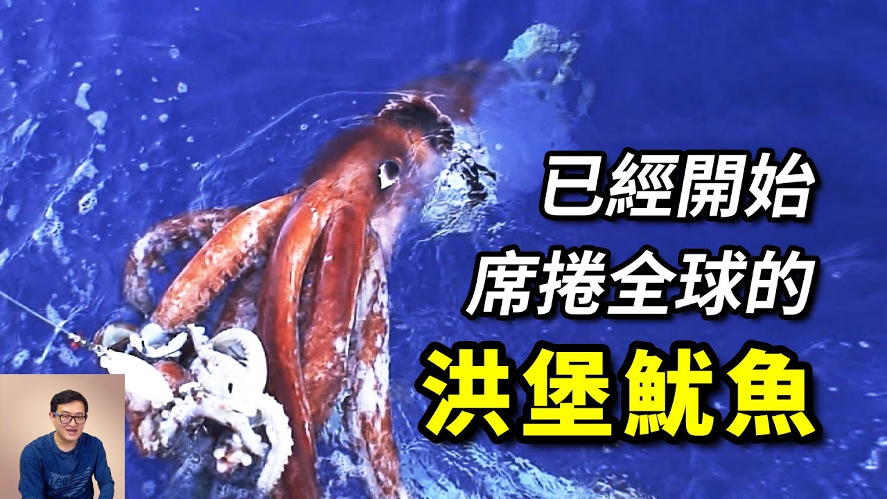 明明是熱帶物種，卻能入侵阿拉斯加！有勇有謀，未來海洋的統治者——洪堡魷魚（又名：美洲大赤魷）【老肉雜談】#動物 #海洋生物 #海鮮 #野生動物 #魷魚 #squid