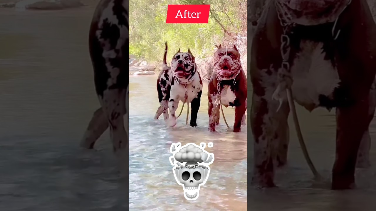 After and Before dog transformation 😈#short feed