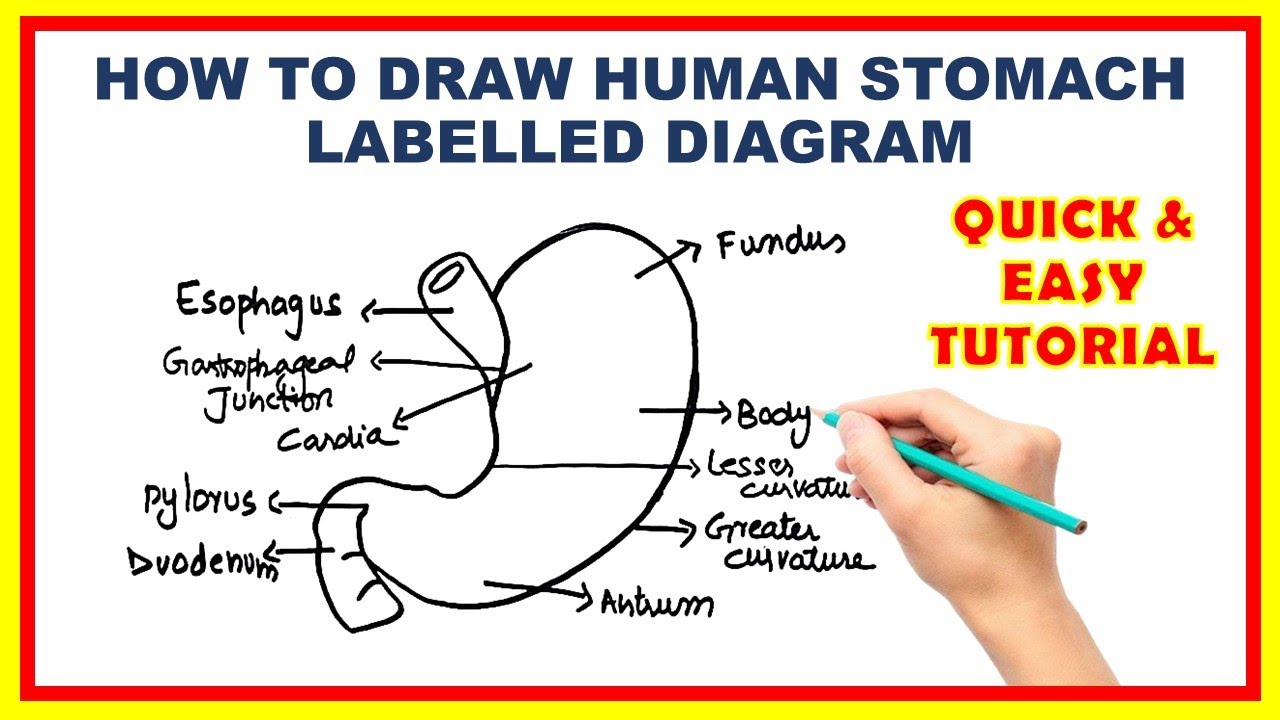 How To Draw Human stomach Labelled Diagram step by step || Stomach Diagram with Labelling #knowledge