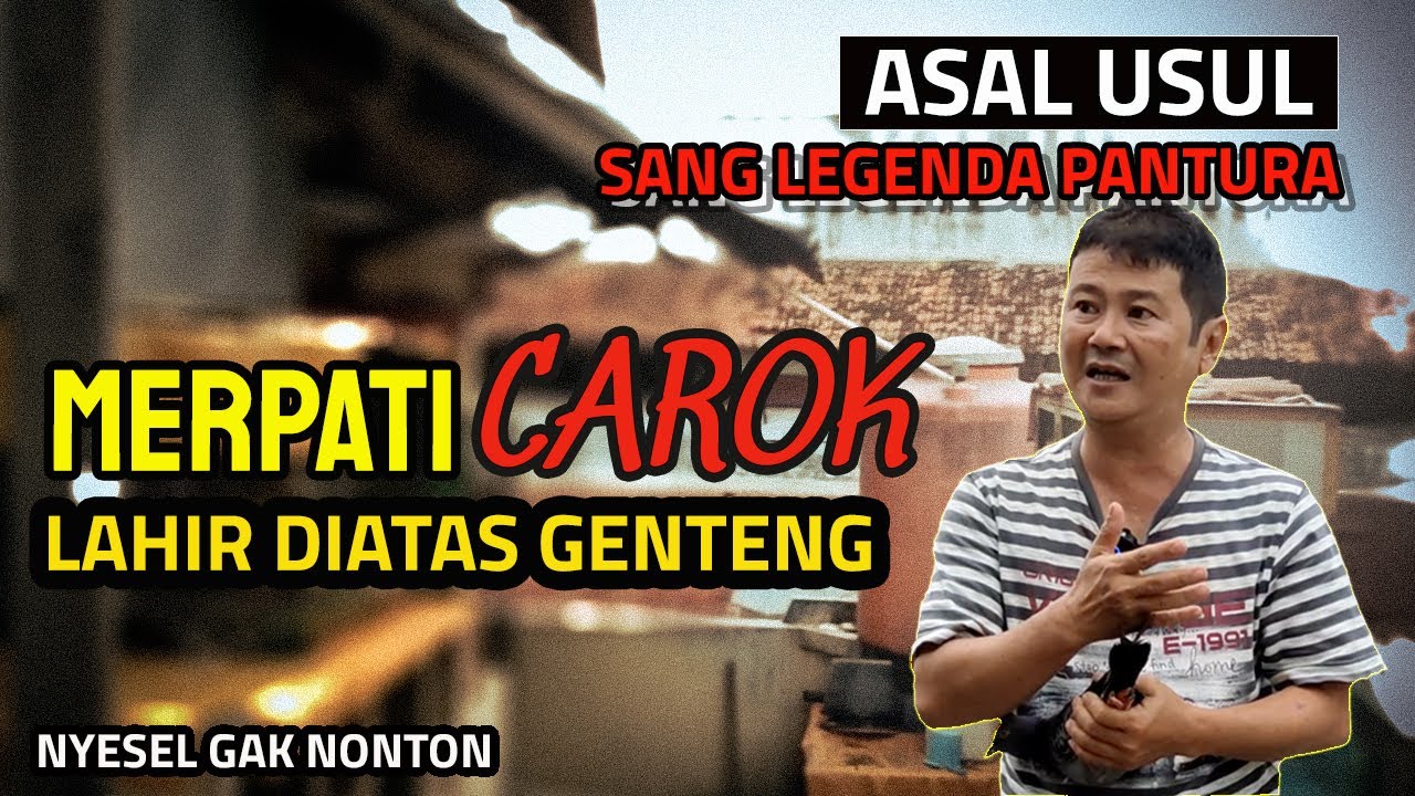 TERNYATA.. SANG LEGENDA MERPATI KOLONG CAROK ADA DISINI !!!